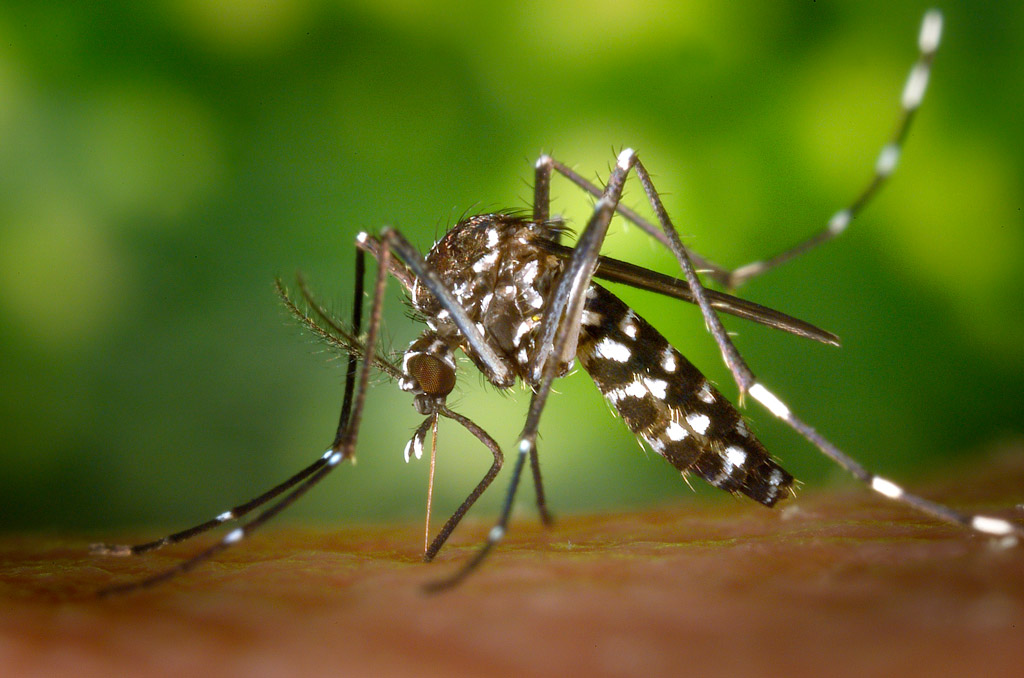 Mosquito tigre | Fotografía Pixabay - Pexels